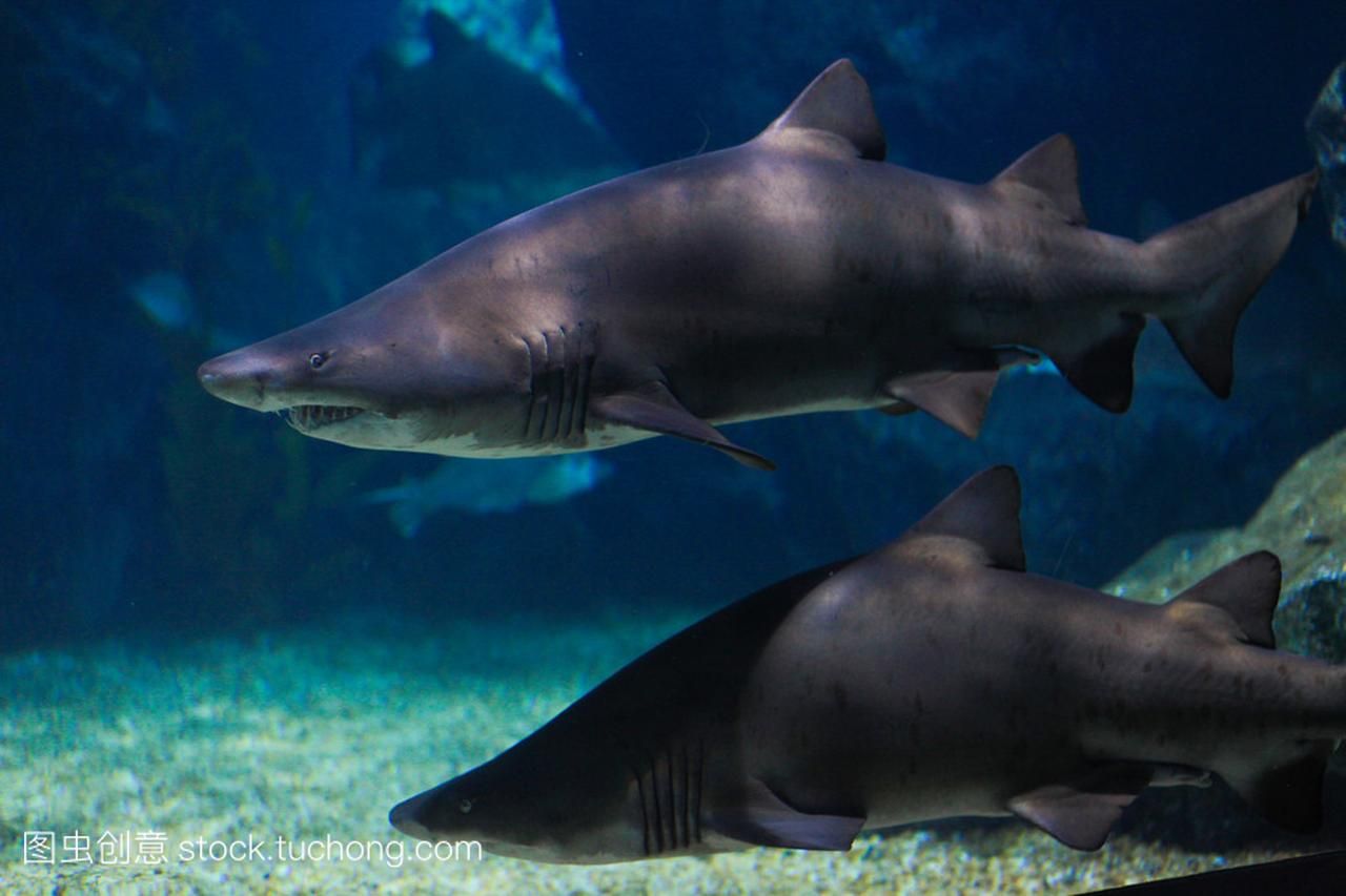 商丘水族馆安全进缸