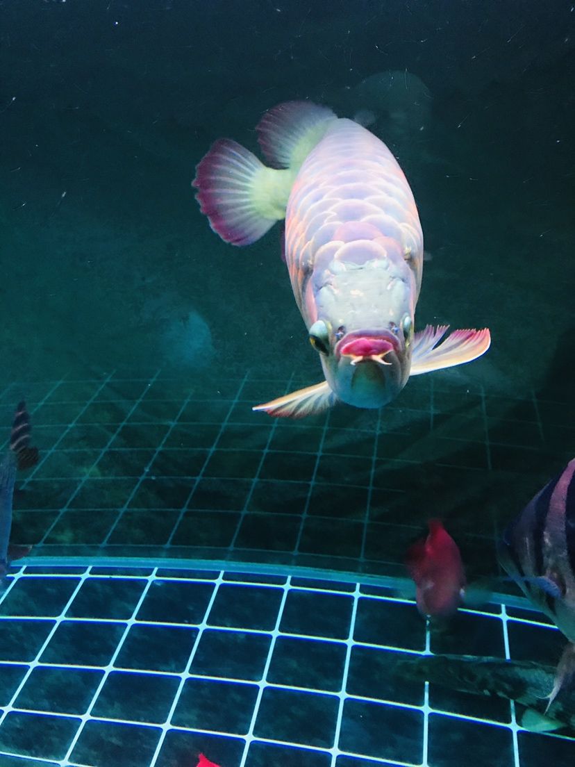 郴州水族馆生活不容易