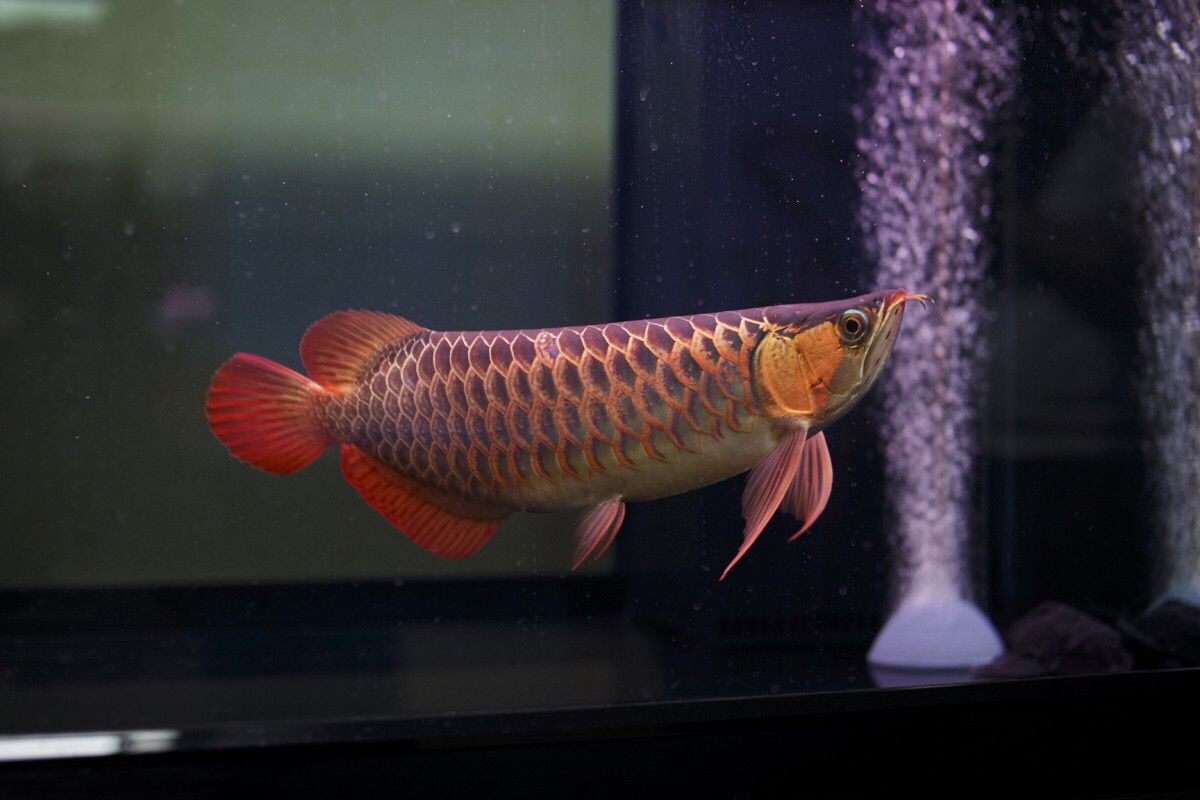 景德镇水族馆超神之美美不胜收 白子关刀鱼苗 第2张