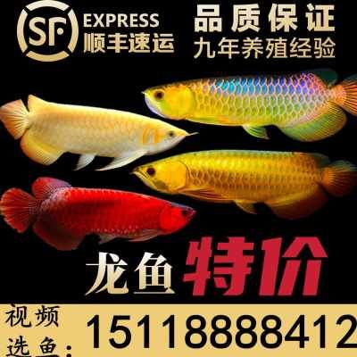 2018第六届全国国际水族用品展览会