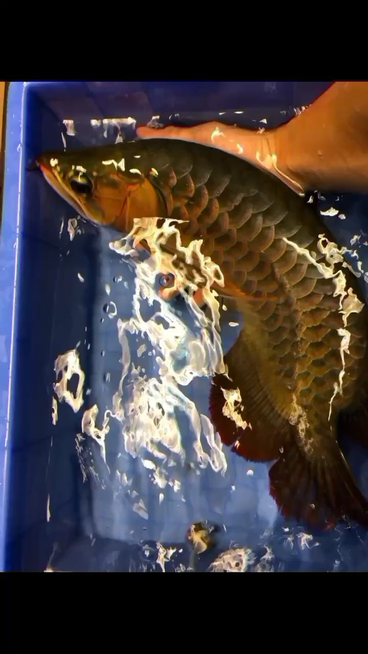 本溪水族馆第3次手术