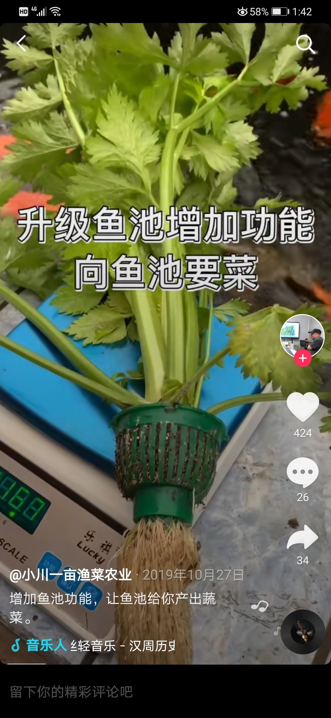 瞎做的楼顶小池 新加坡号半红龙鱼（练手级红龙鱼） 第7张