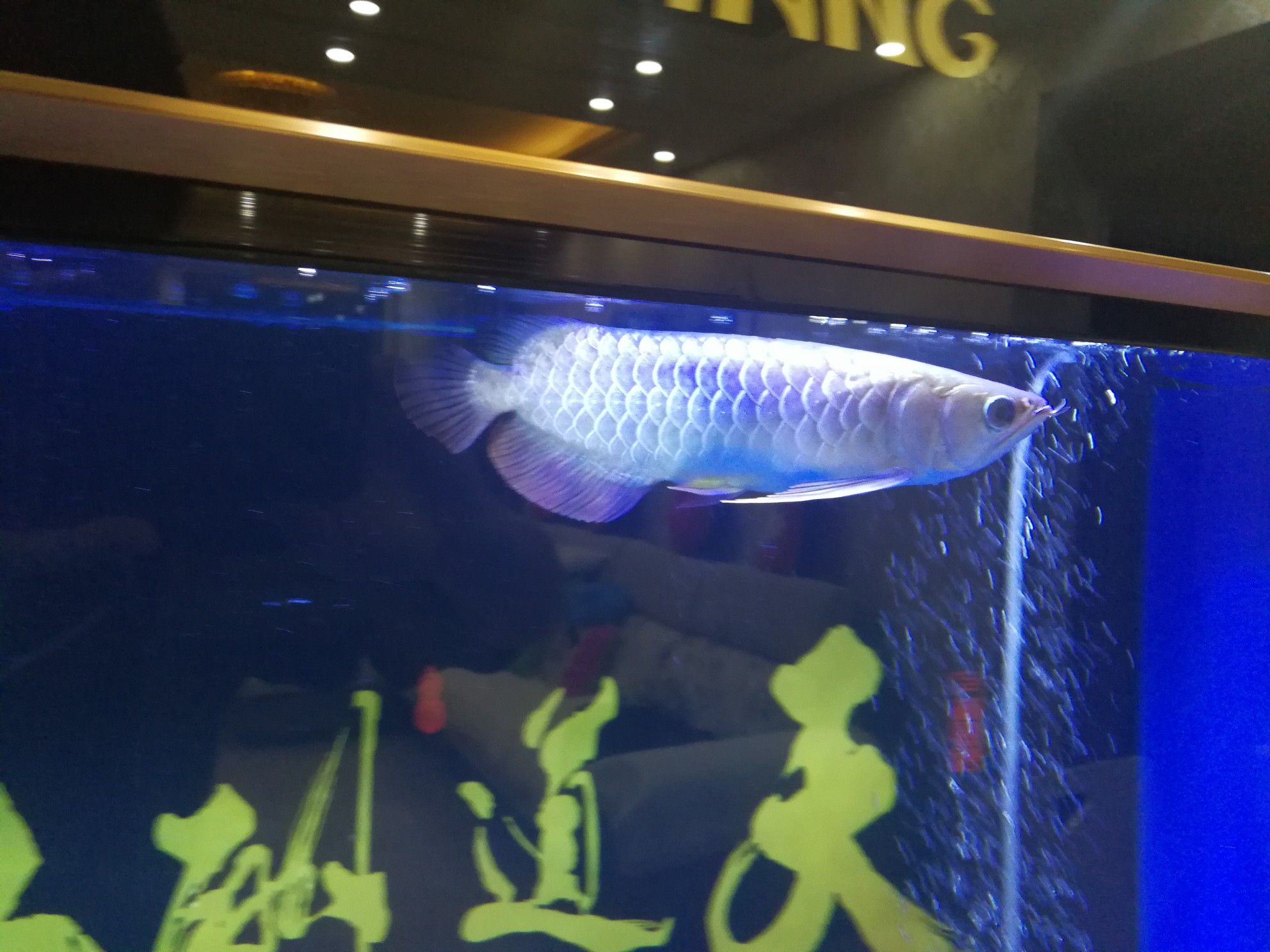 烟台水族馆麻烦帮忙看下立鳞了么