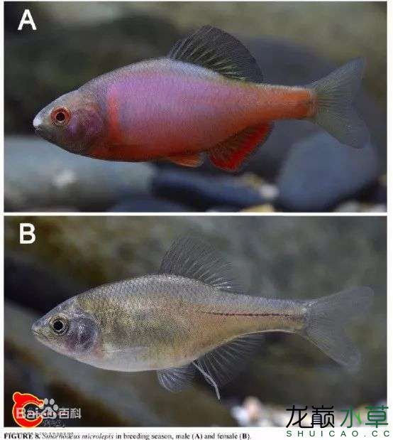 草缸绝配火山鳑鲏又名西南鳑鲏或细鳞华鳑鲏