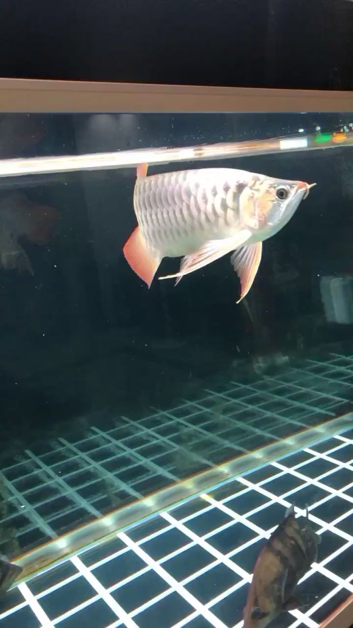 濮阳水族馆龙鱼拒食