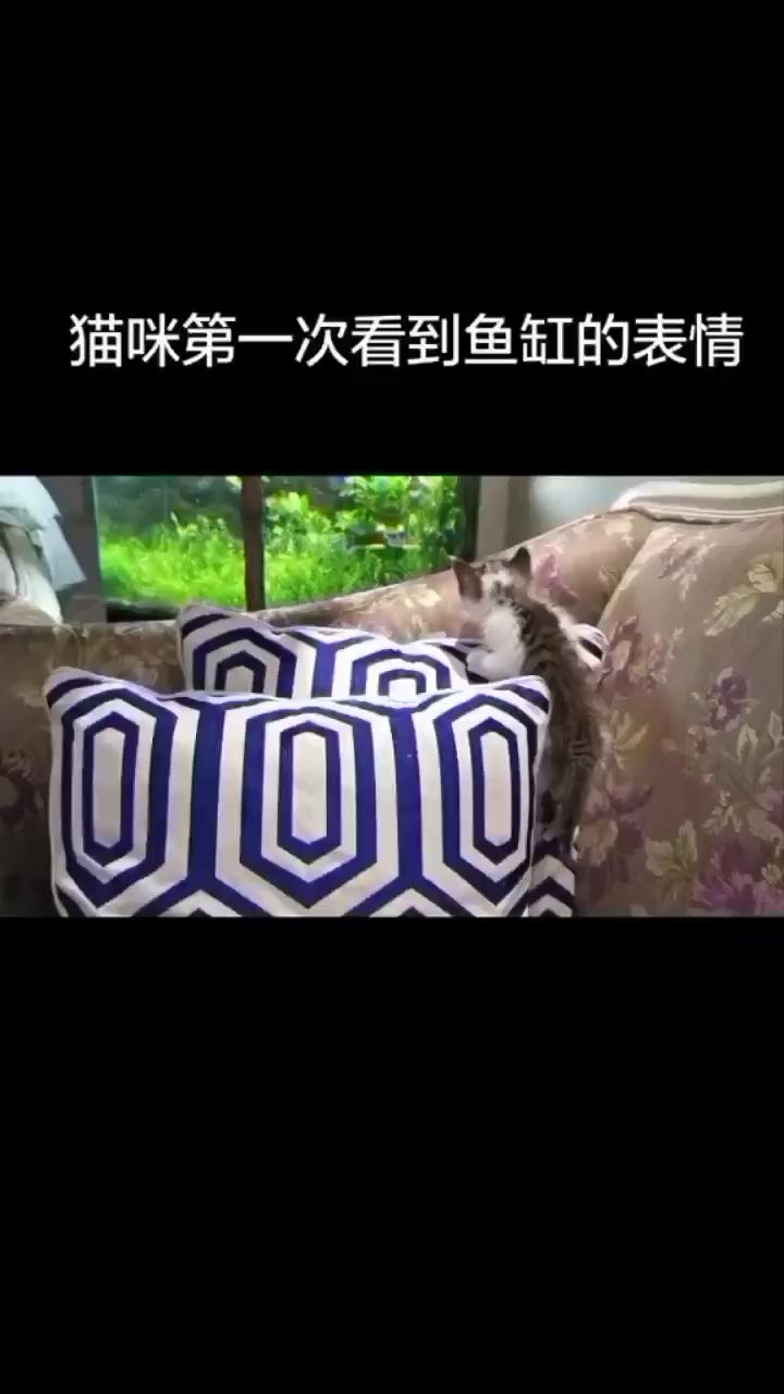 绍兴水族馆当猫咪看着鱼缸