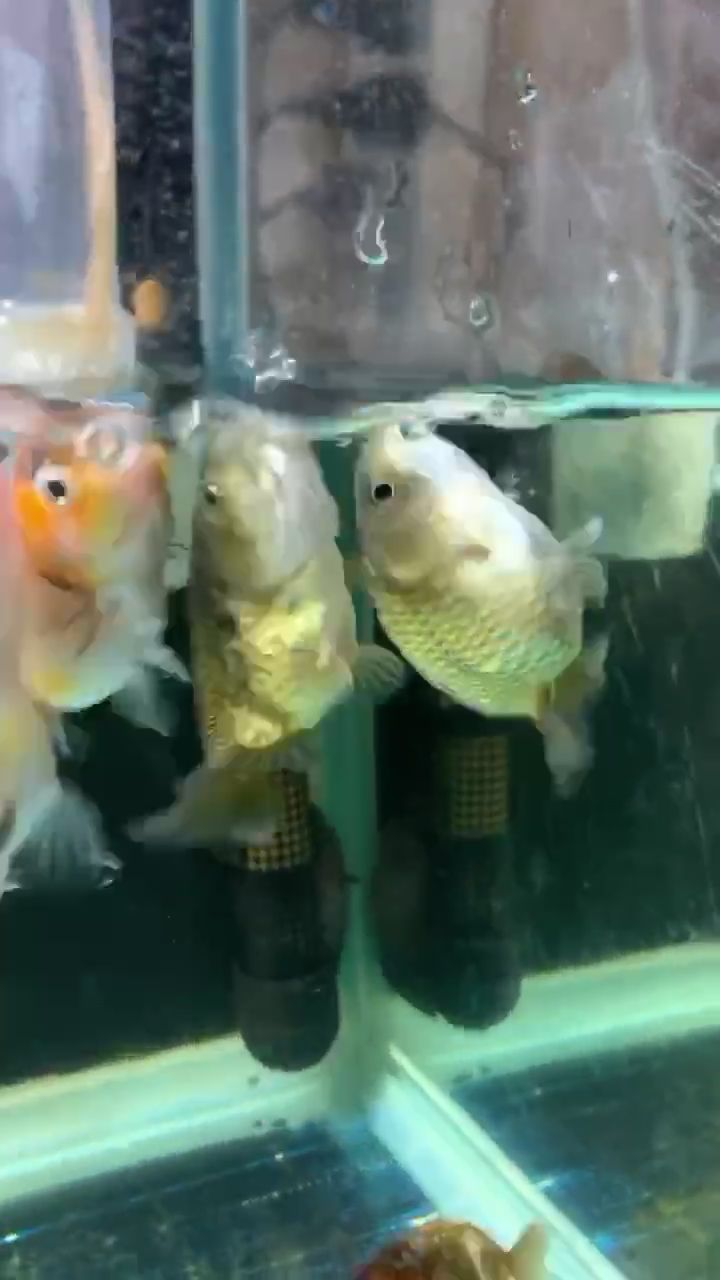 宜昌水族馆早上好呀