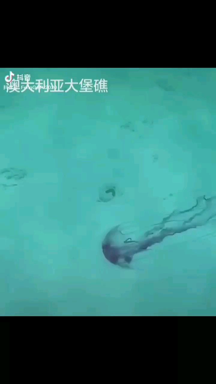 南平水族馆好大的龟