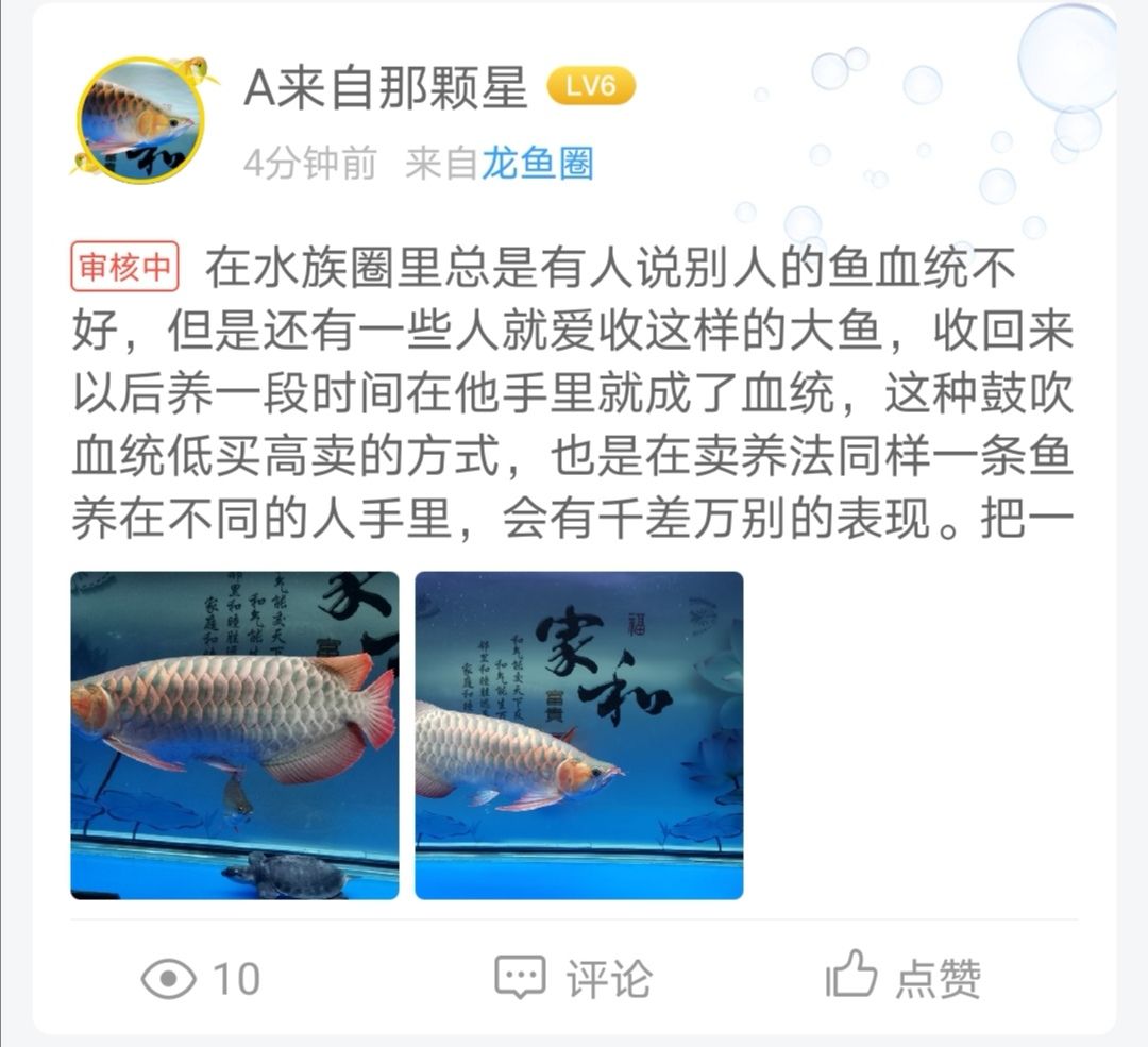 齐齐哈尔观赏鱼市场能通过吗