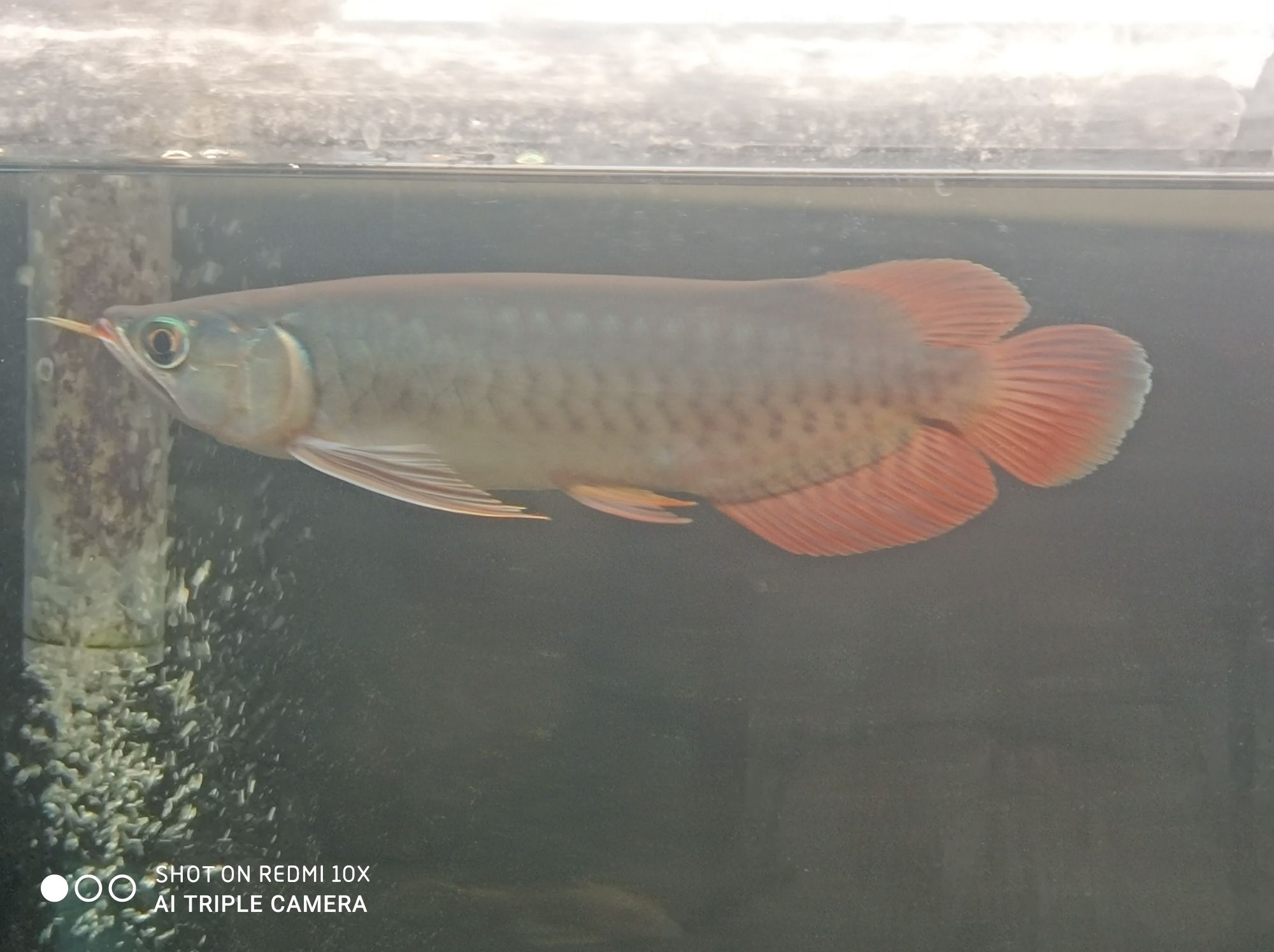 普洱水族馆龙鱼咬尾巴是怎么治疗