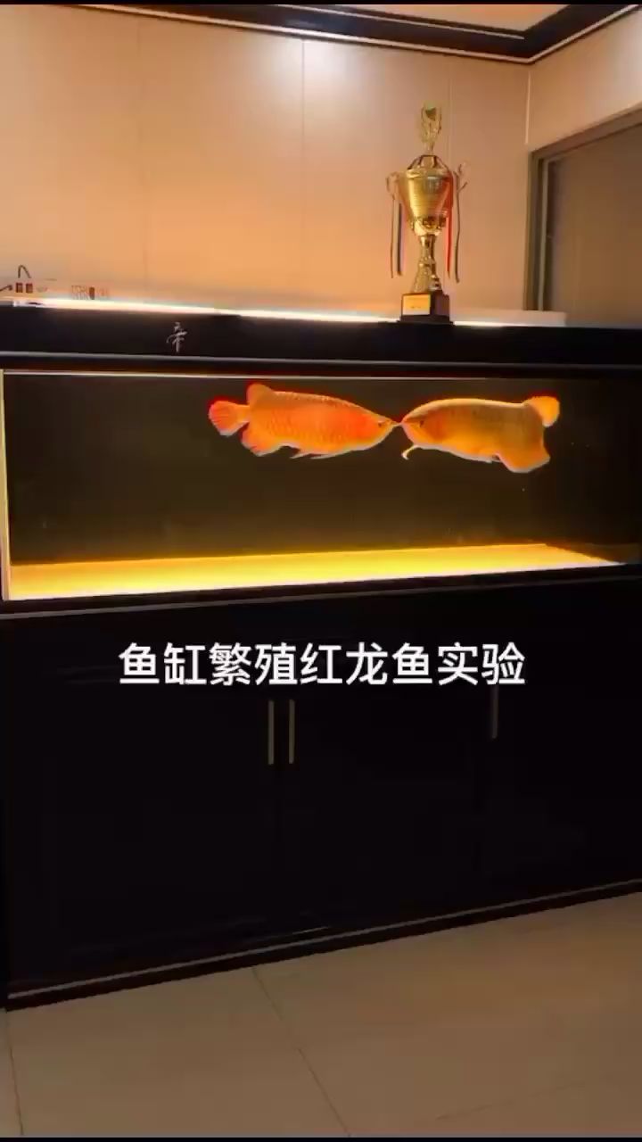 蚌埠水族馆期待产鱼仔仔