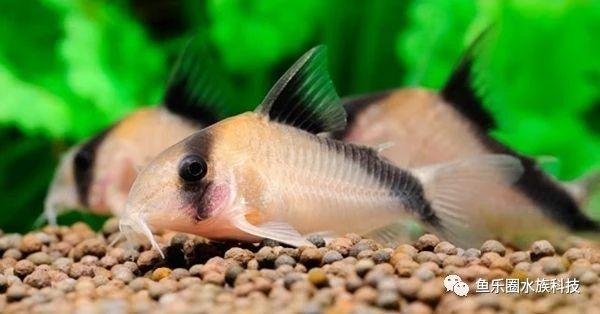 大卫鼠Corydorasdavids