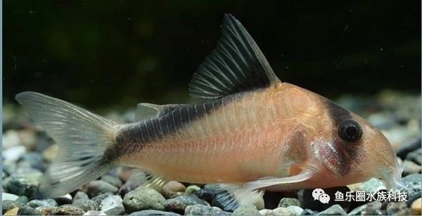 大卫鼠Corydorasdavids