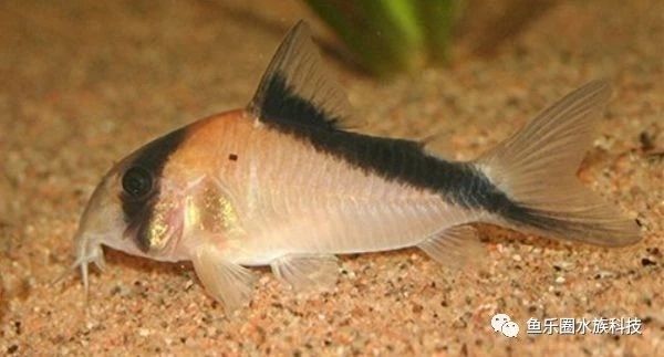 大卫鼠Corydorasdavids