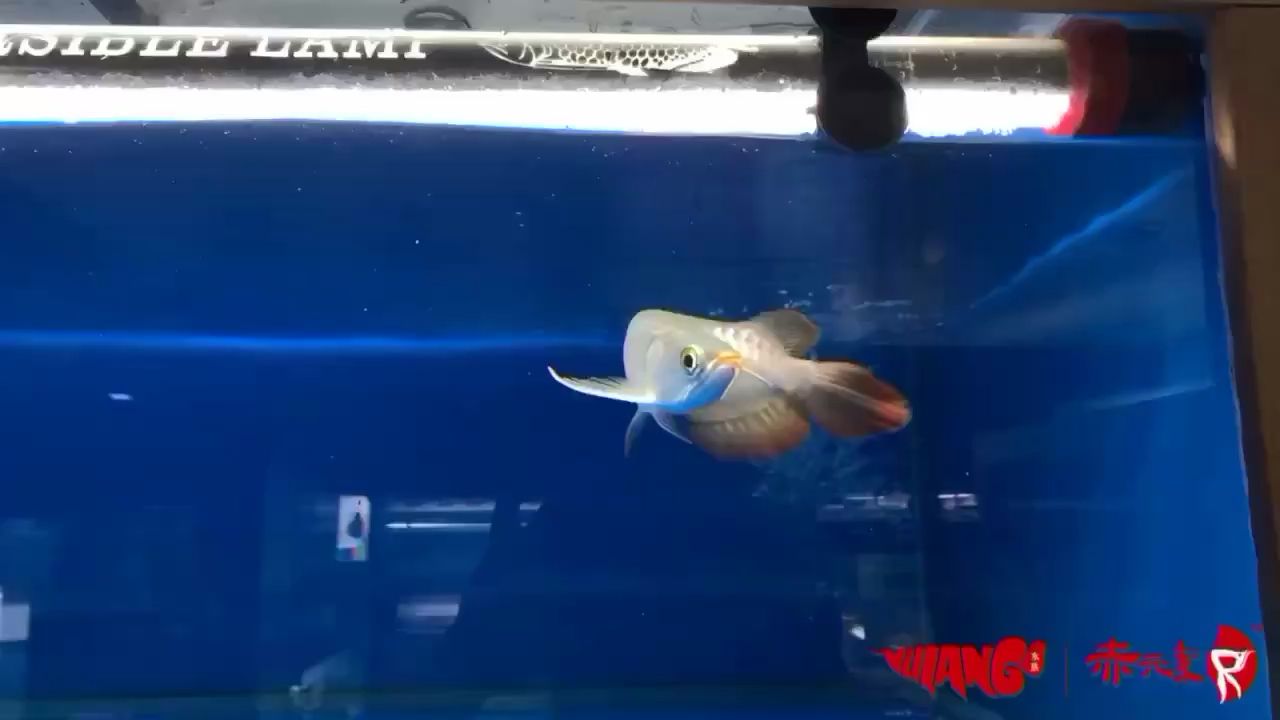 凉山彝族自治州水族馆赤元素珍品