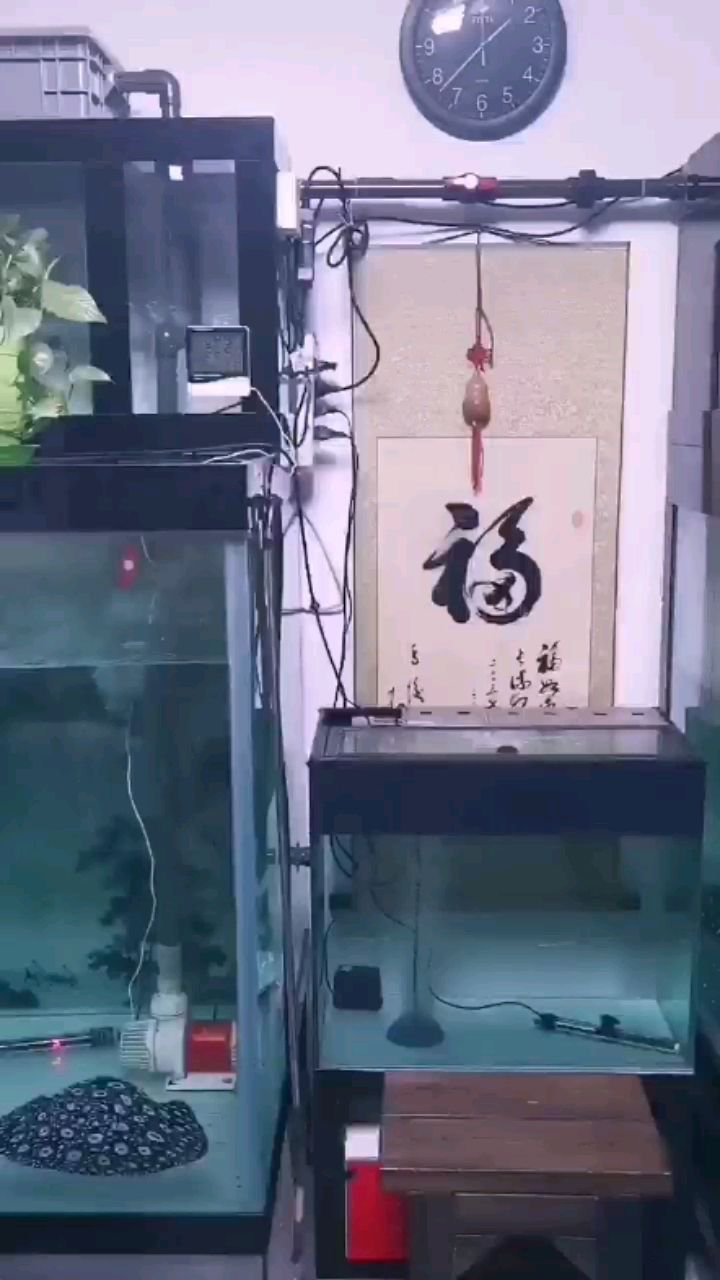 种鱼换水