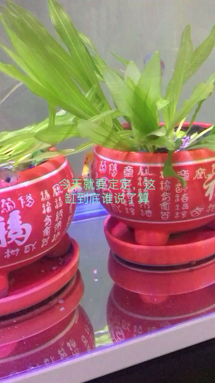 乌兰察布水族馆缸内之战