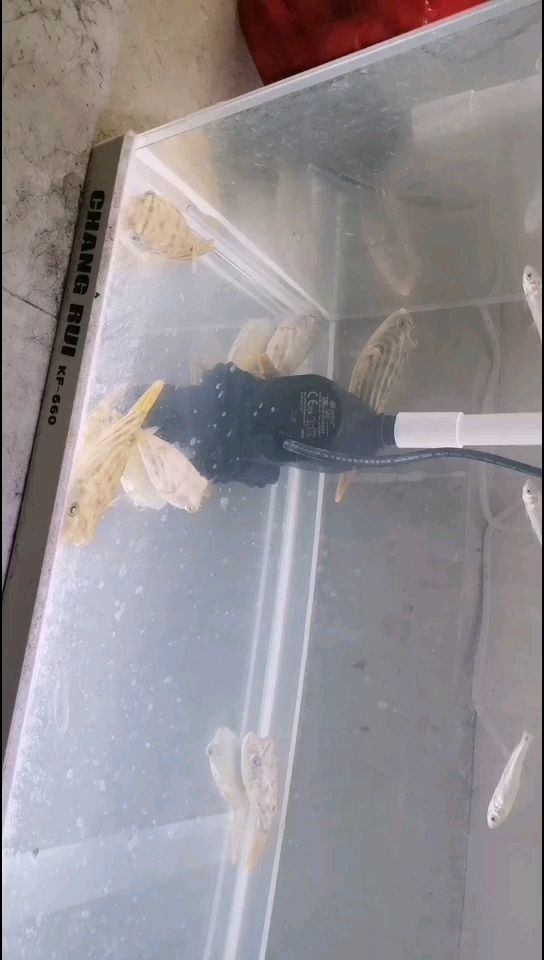 榆林水族馆斑马狗头