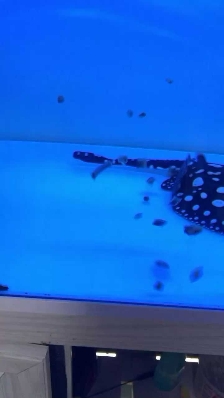 贵阳水族馆看看这吃东西的状态