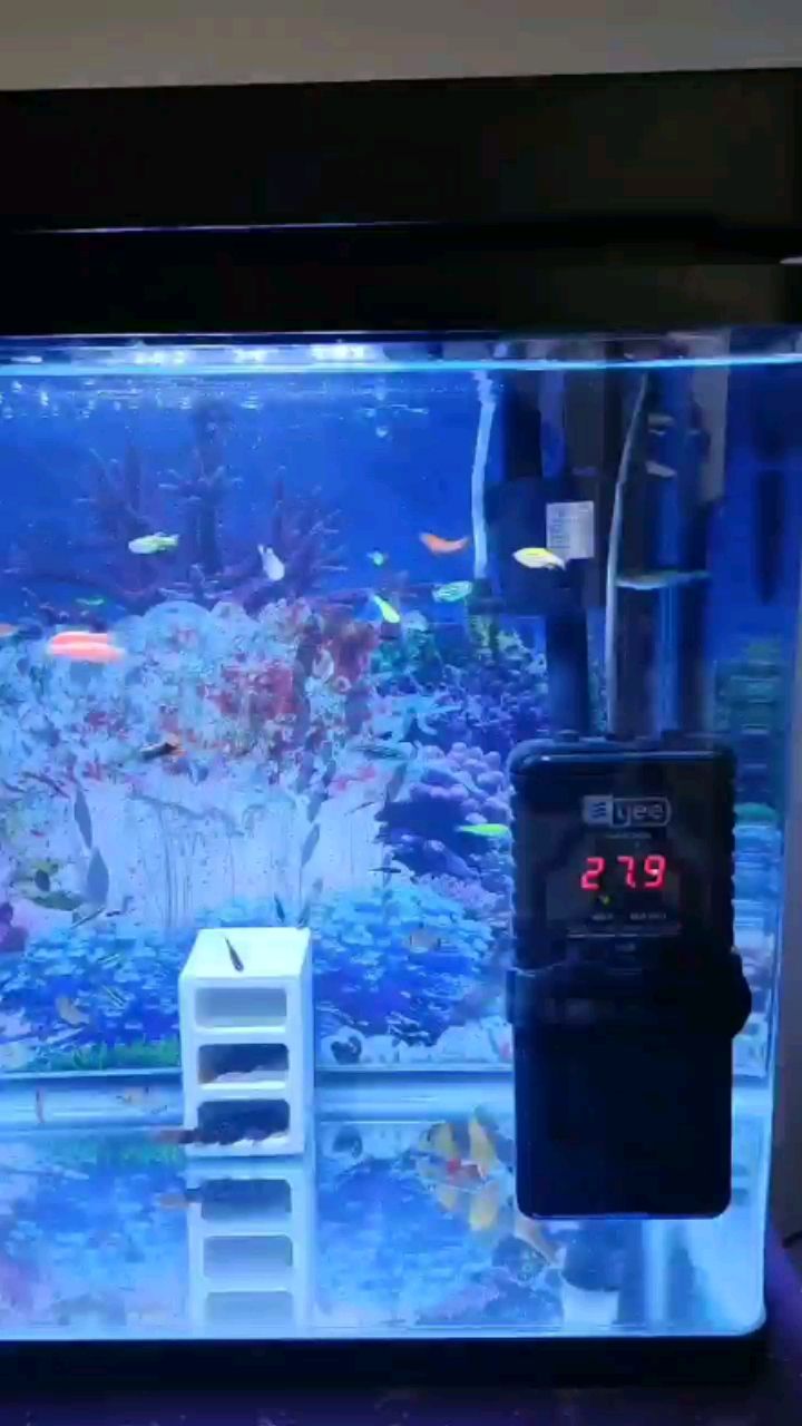 昌都水族馆帝王血钻L600三间鼠