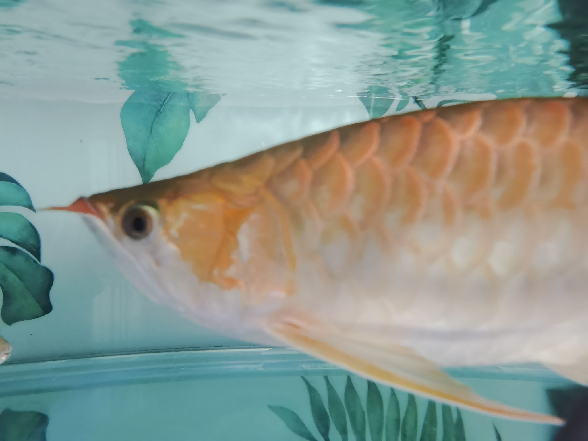 常德水族馆换水中