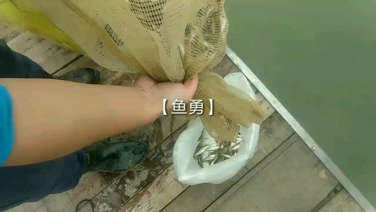 崇左观赏鱼市场鱼食新鲜就好