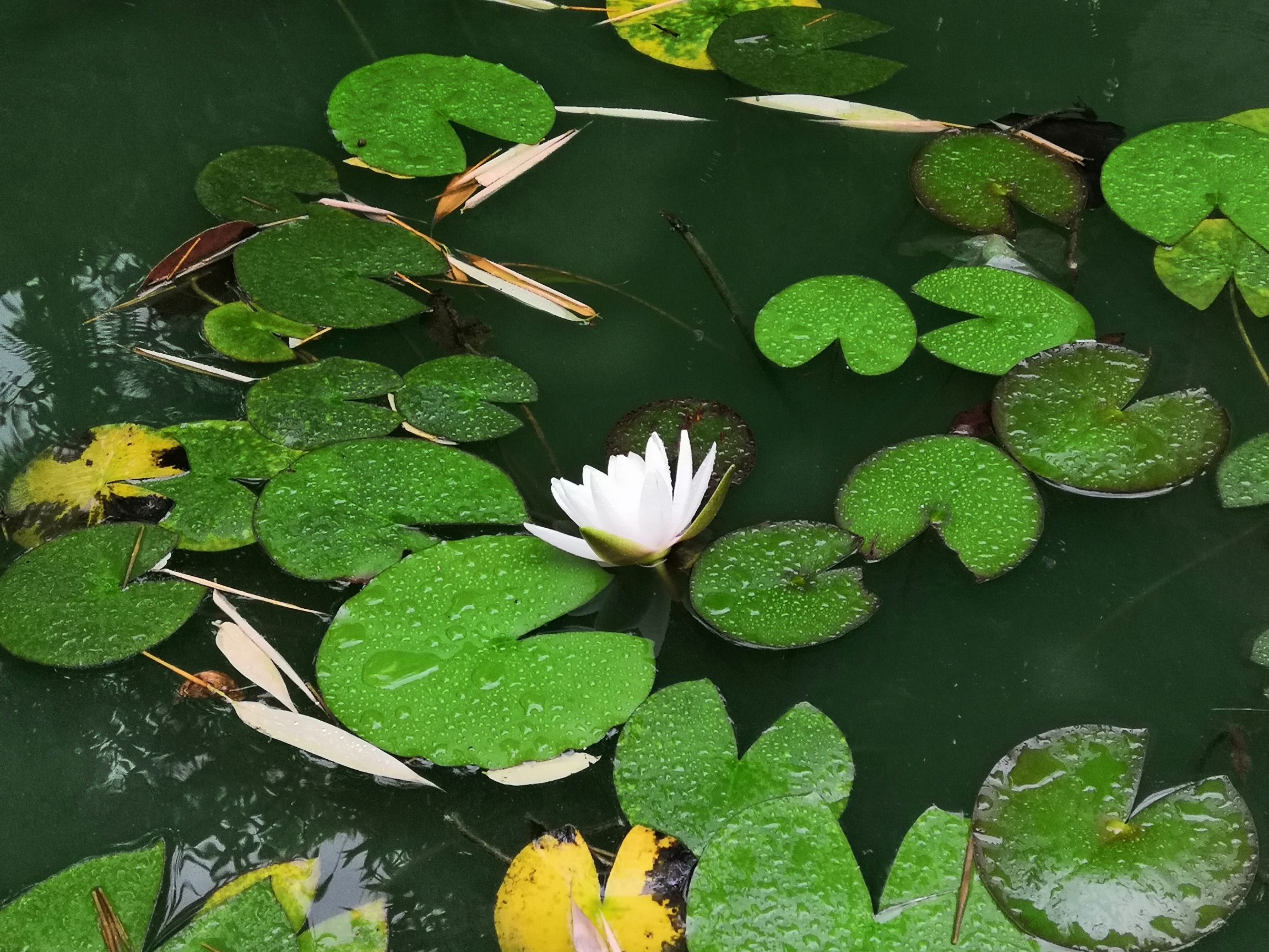 通化水族馆我爸的鱼池