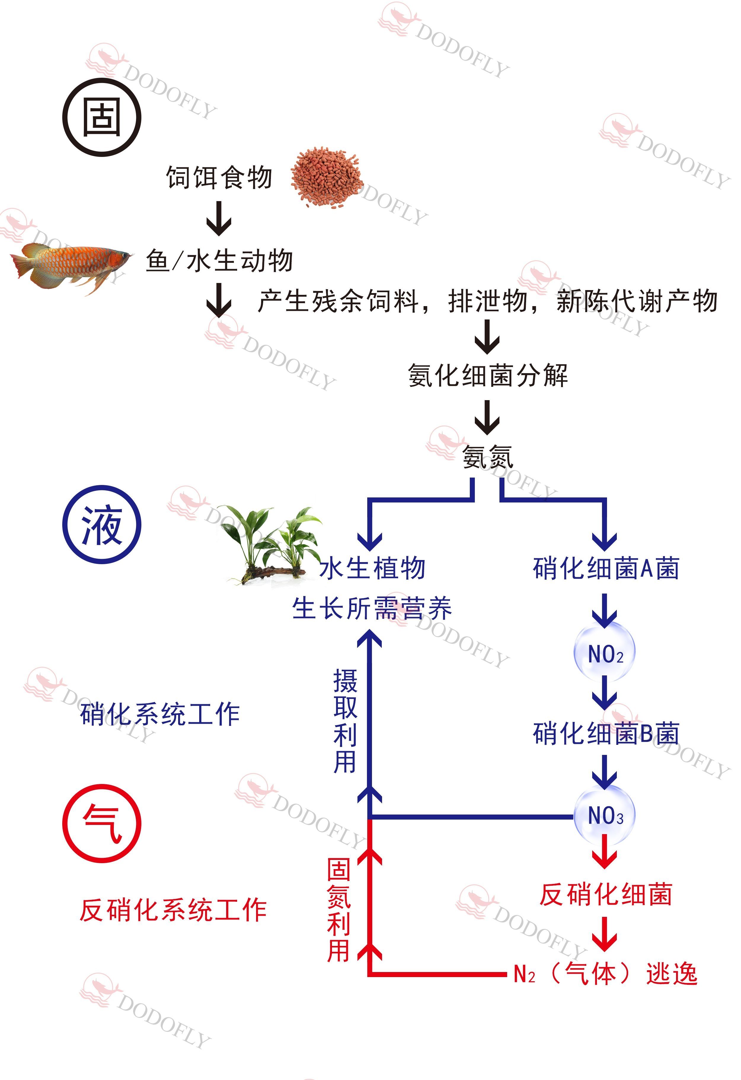 开缸不慌—D先生出品