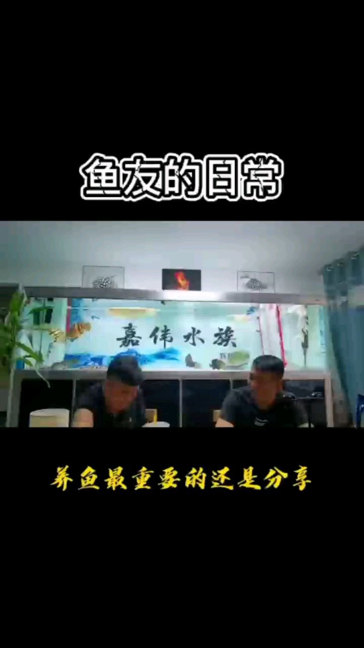 清远观赏鱼市场鱼友的交流