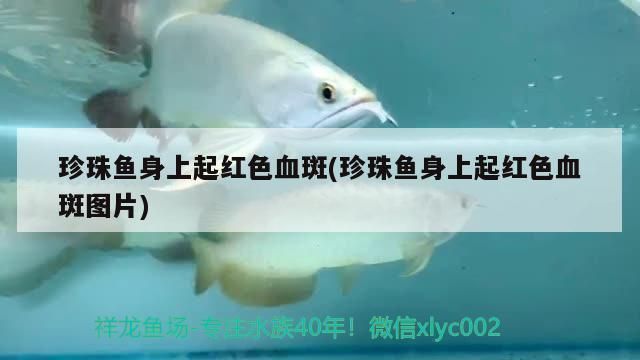 高端龙鱼饲料的营养成分对比（高端龙鱼饲料中的5些关键营养成分对它们的成长至关重要）