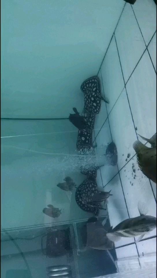 丹东水族馆精品皇冠黑白魟鱼