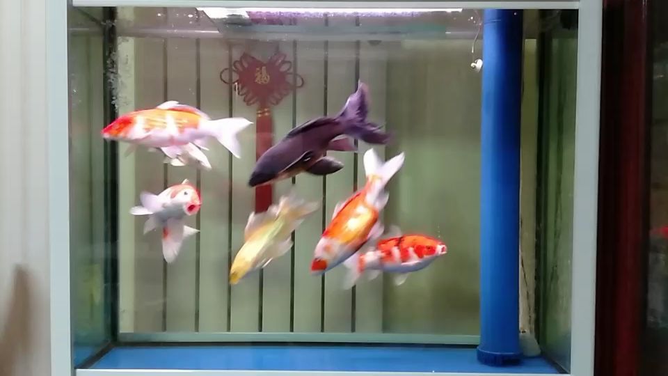 大连水族馆土炮打卡