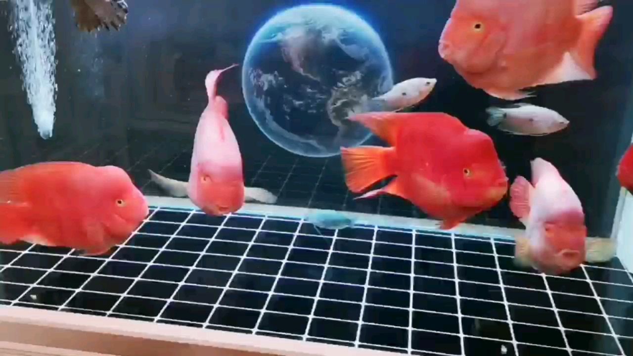 北海水族馆水清鱼靓