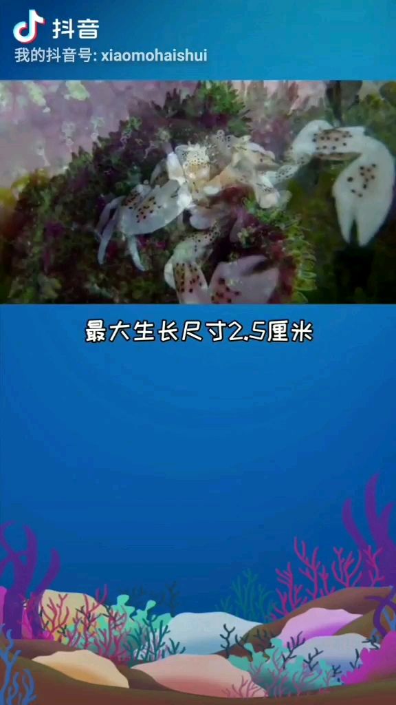 生物科普:红斑新岩瓷蟹