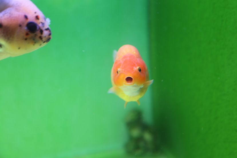 莆田水族馆一群小可爱