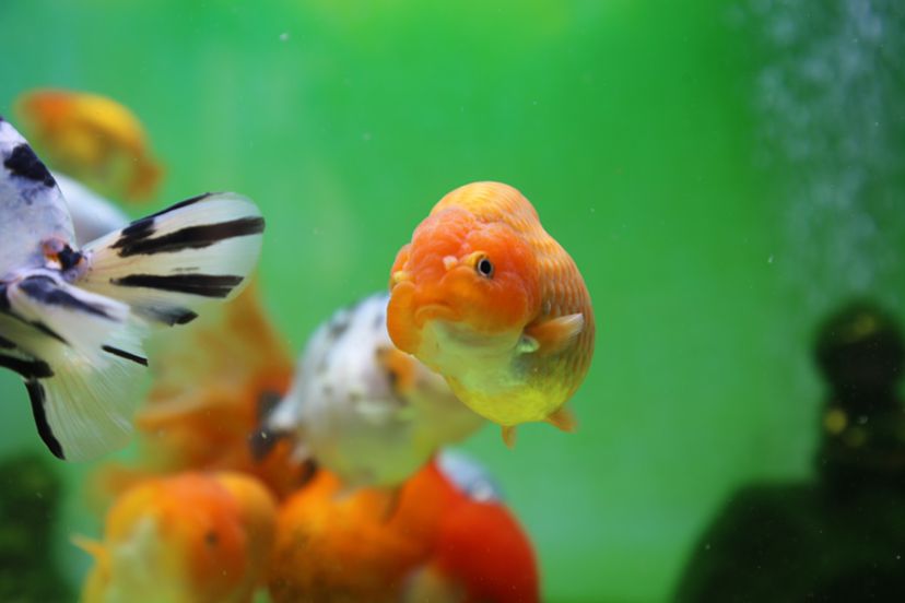 莆田水族馆一群小可爱