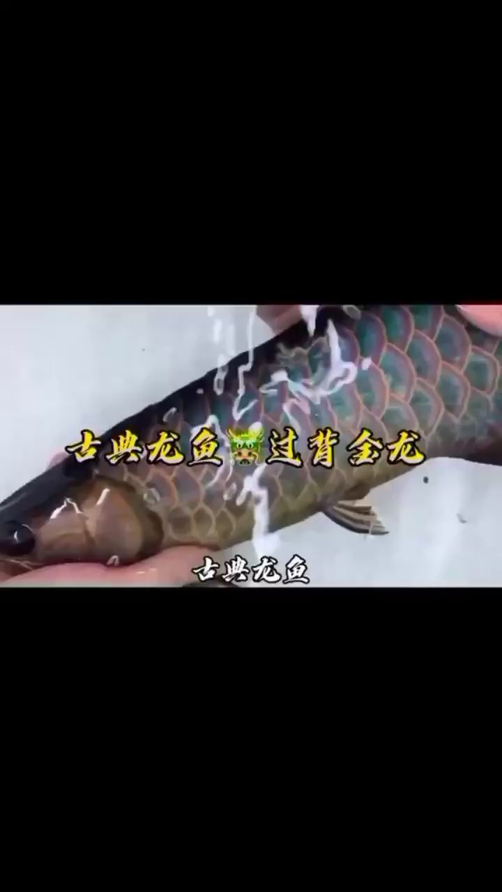 东莞水族馆龙虎斗