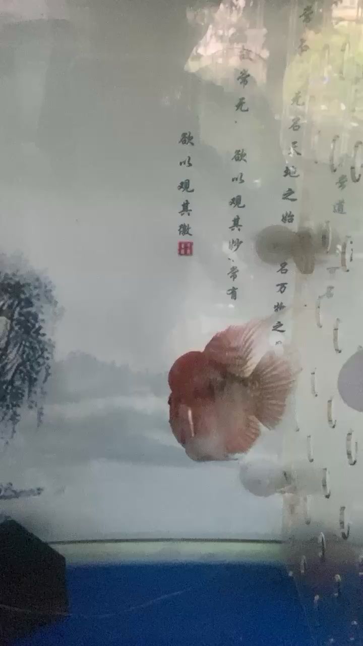 洛阳水族馆哪个大神知道这是什么品种的