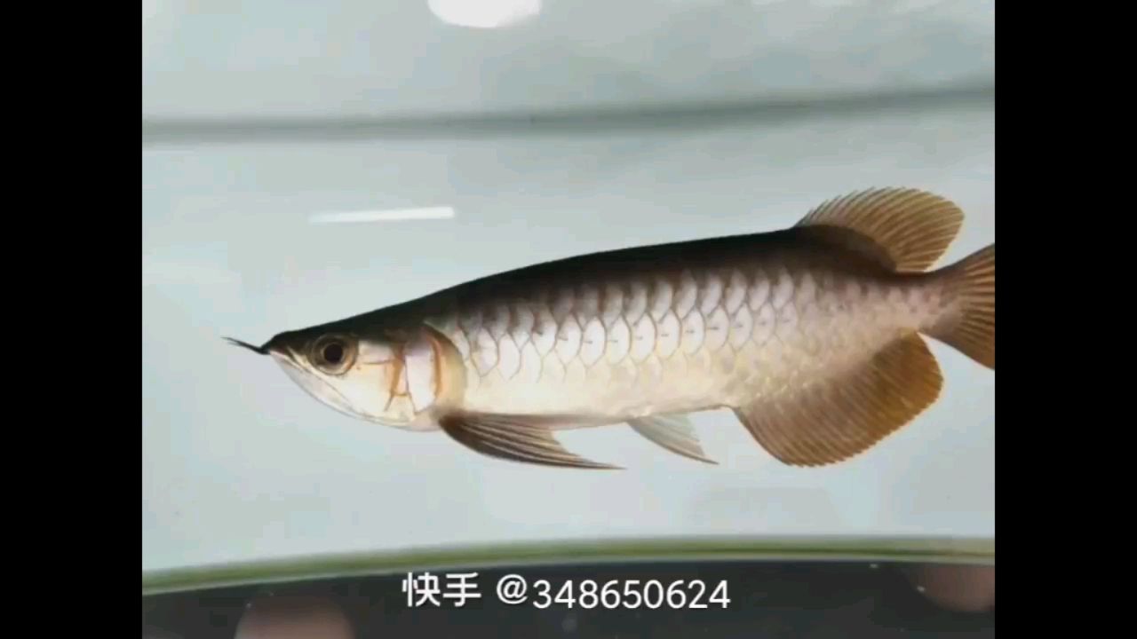 白银水族馆保持初衷