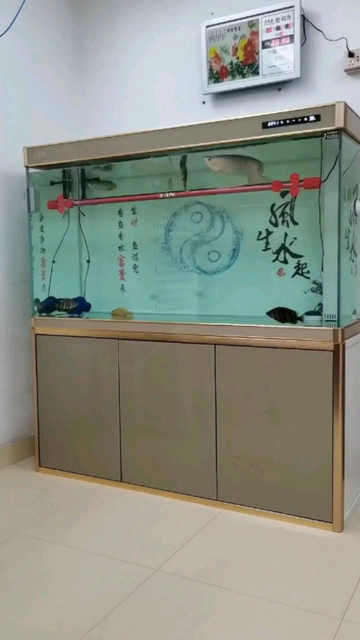 武汉水族馆怎么才能让小龙胆子大点？