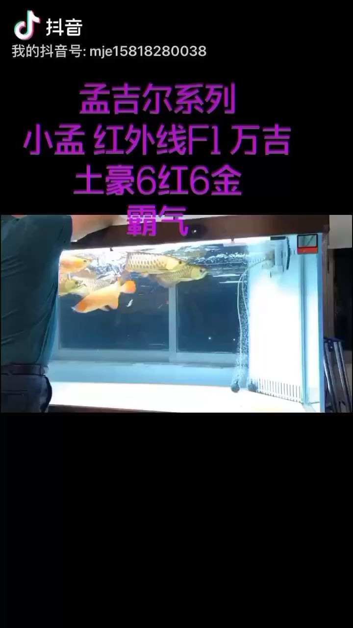 黄冈水族馆霸气6红6金