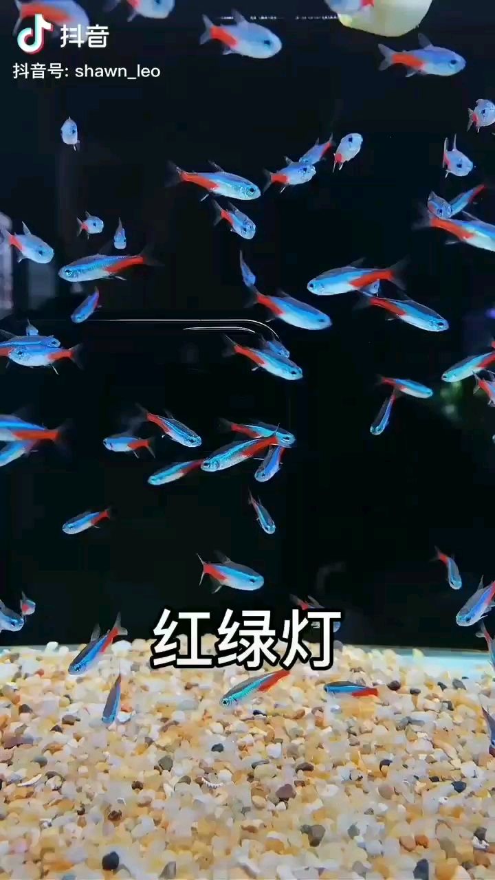 贺州水族馆小型鱼大集合