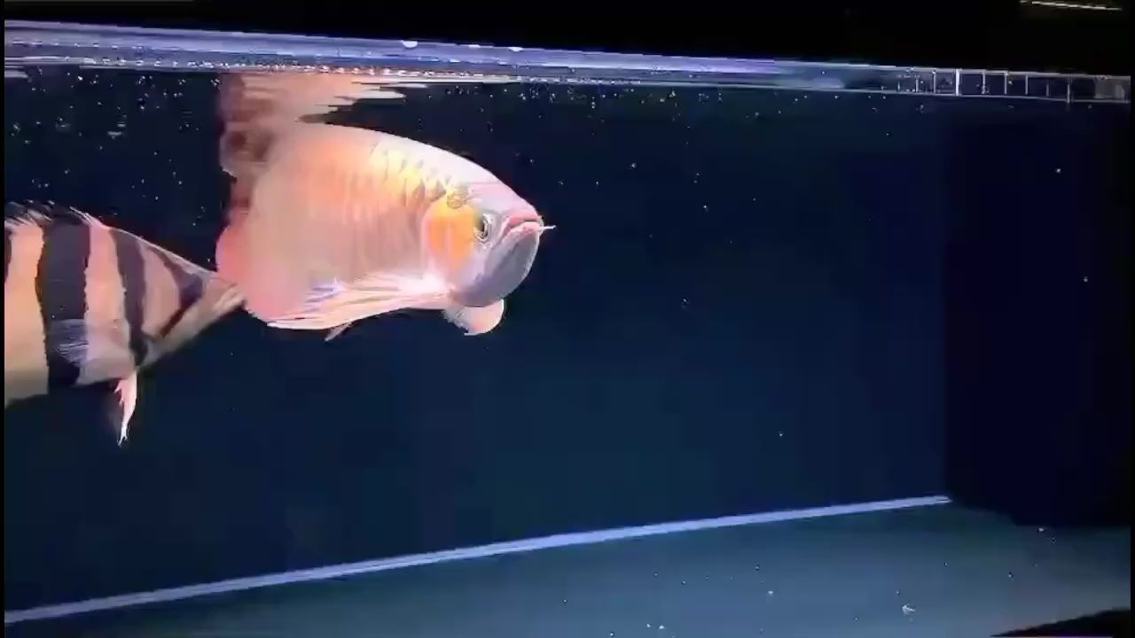 来宾水族馆龙争虎斗