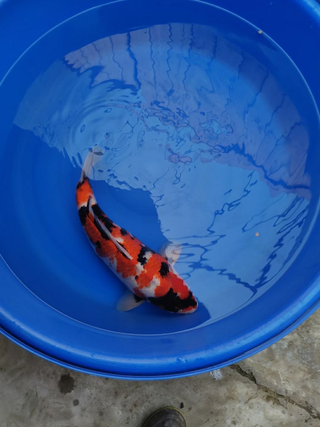 怀化水族馆大日昭和