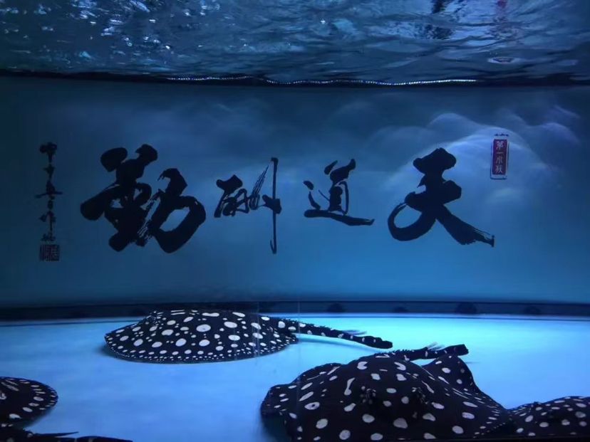 陇南水族馆那些年养过的鱼们 照明器材 第3张