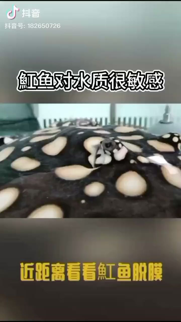 近距离讲解魟鱼脱膜