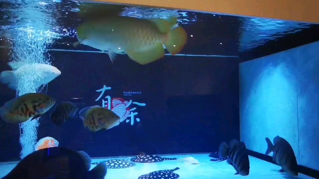 日照水族馆事实证明