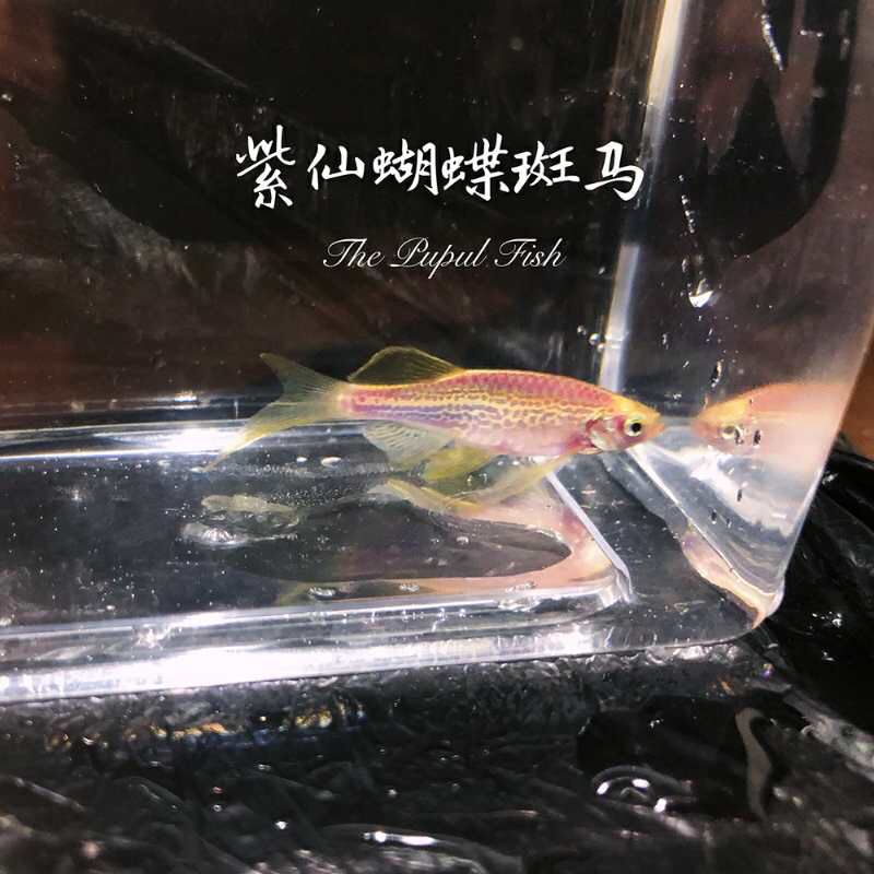 蝴蝶斑马鱼 蝴蝶鲤 第5张