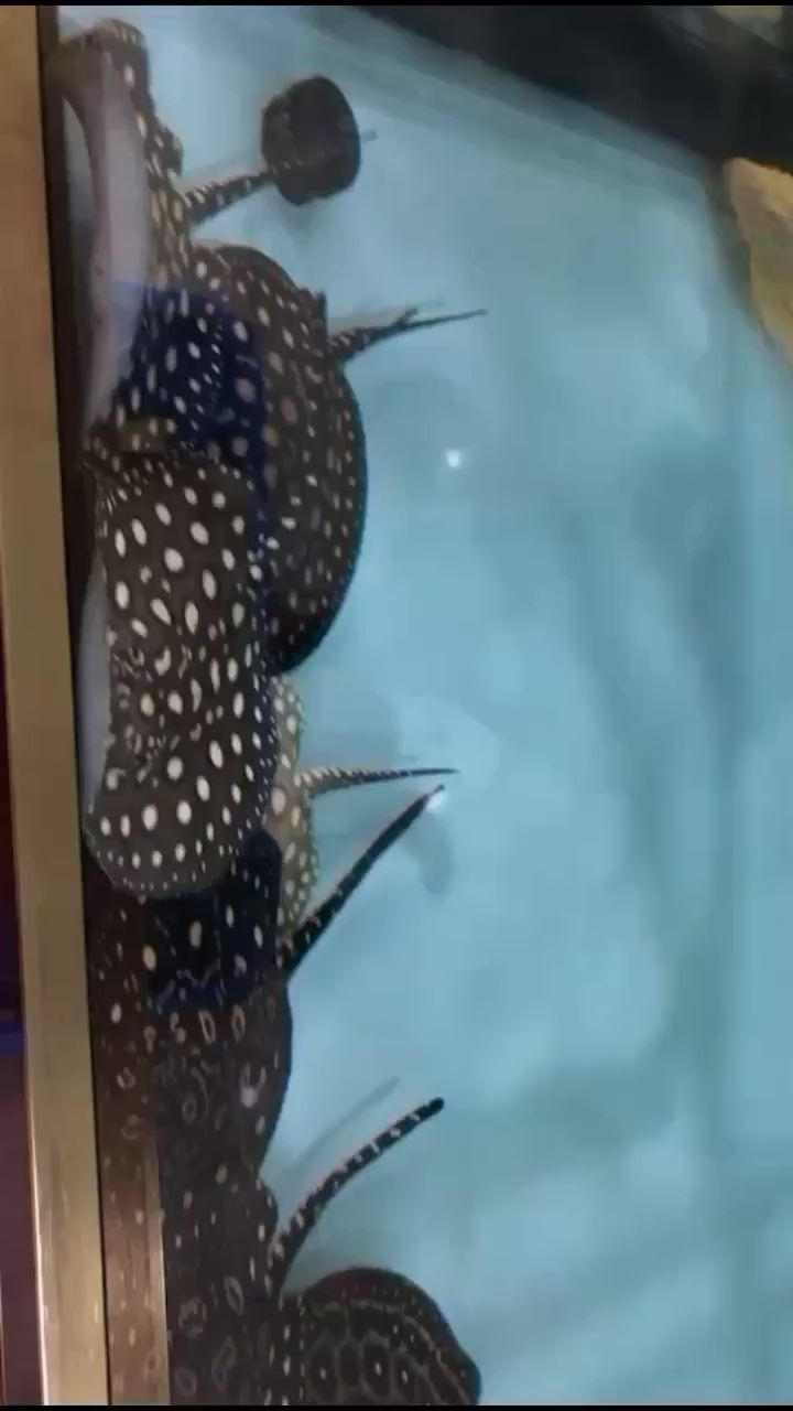 本溪水族馆请问睡觉了吗