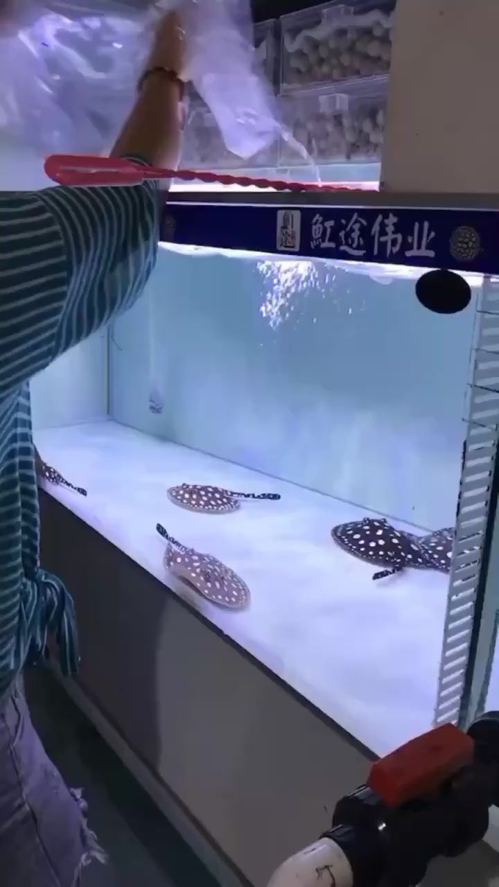 毕节水族馆它们去坐飞机了